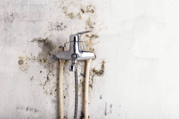 Best Office Mold Removal Services  in Port Washington North, NY