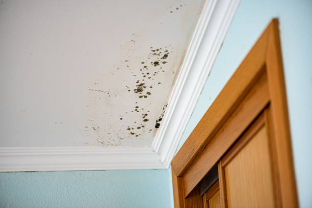 Certified Mold Removal in Port Washington North, NY