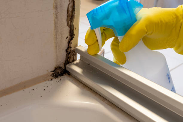 Best Mold Testing  in Port Washington North, NY