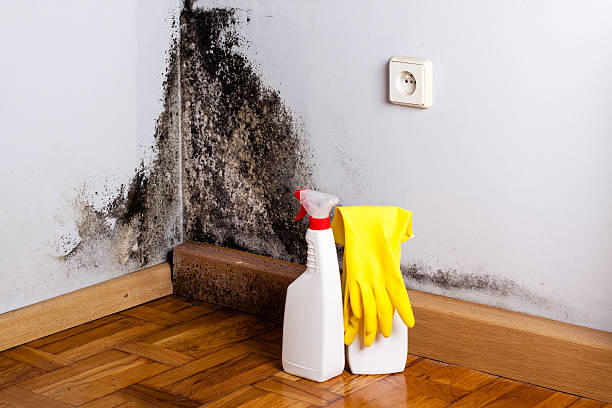 Best Residential Mold Removal  in Port Washington North, NY