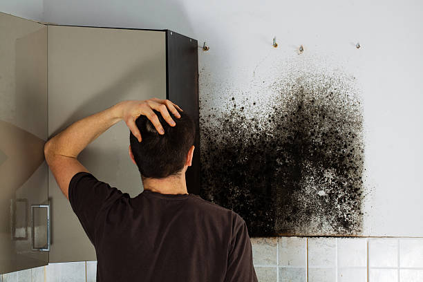 Best Commercial Mold Removal  in Port Washington North, NY