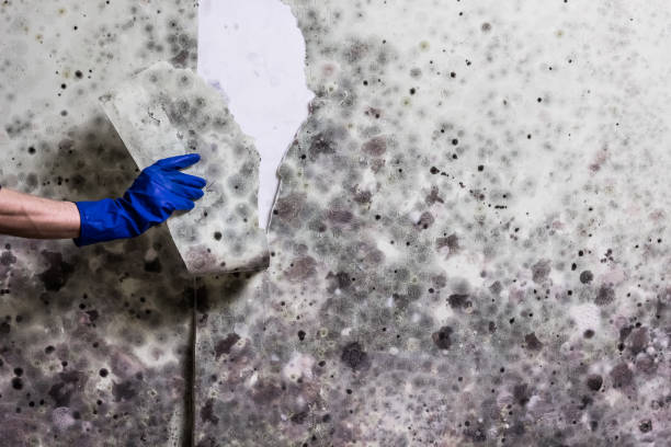 Best Mold Damage Repair  in Port Washington North, NY