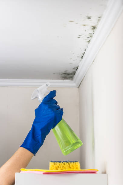 Best Fast Mold Removal  in Port Washington North, NY